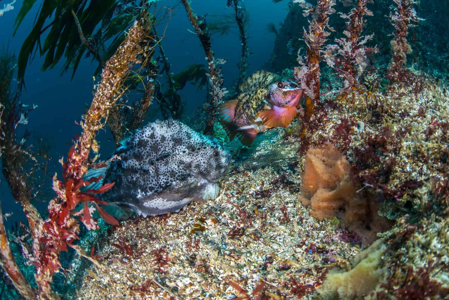 Colourful fish and seaweed interacting on the sea floor.