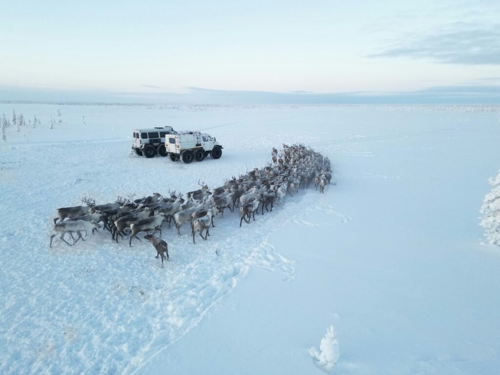 Arctic Frontiers - A herd of reindeer moves across snowy ground near two white off-road vehicles in a winter landscape.